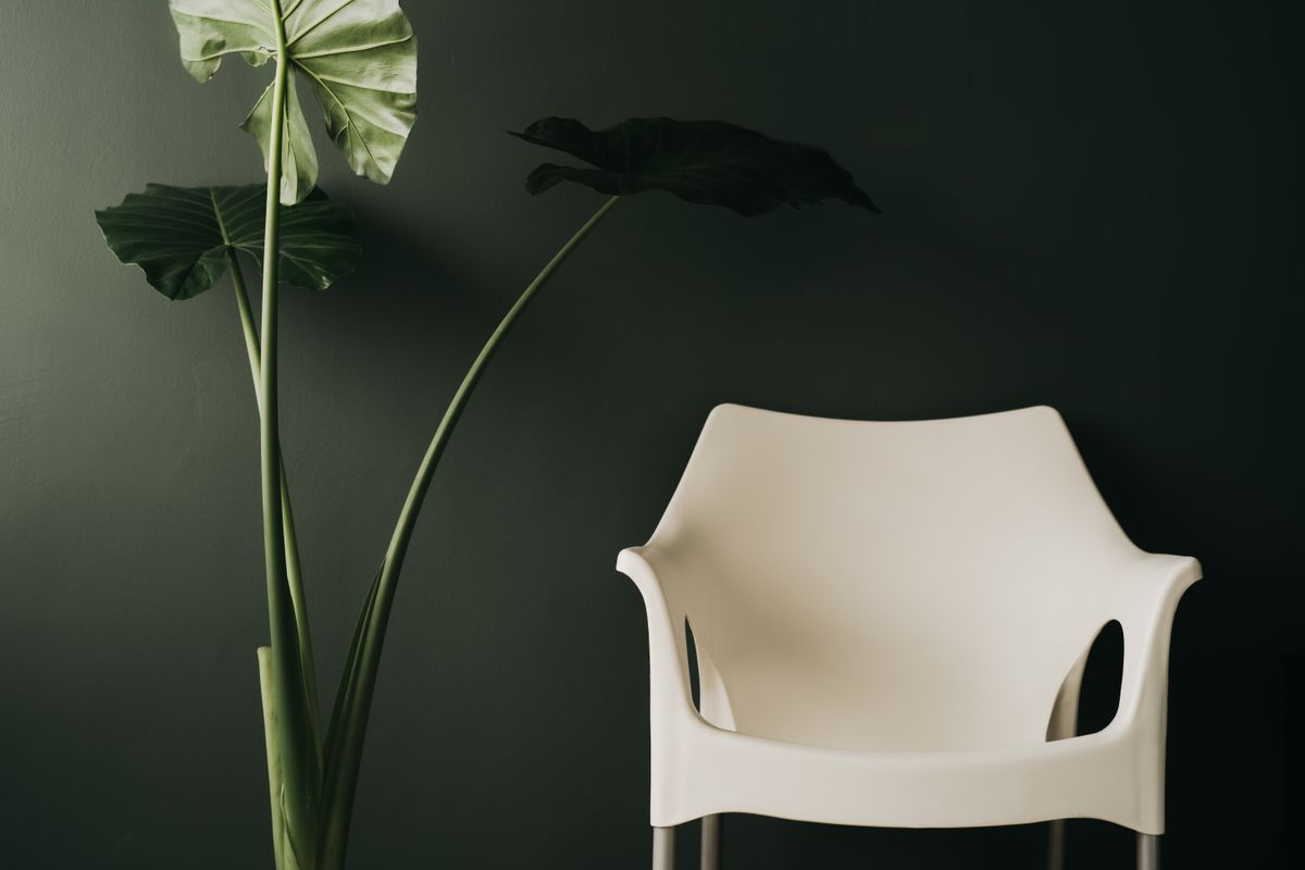 White chair and plants against a deep green wall